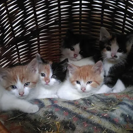 Saumerhof 农家乐 *