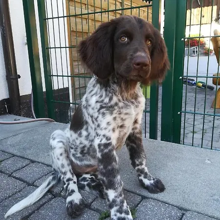 Saumerhof 斯拉德明