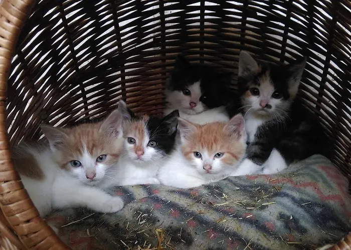 Saumerhof בית חווה *