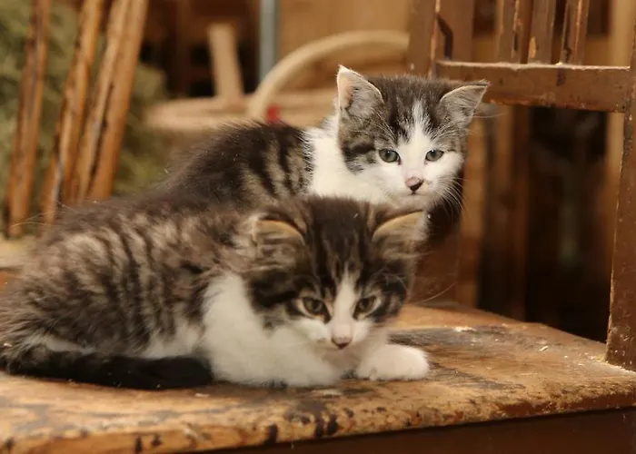 Saumerhof שלאדמינג